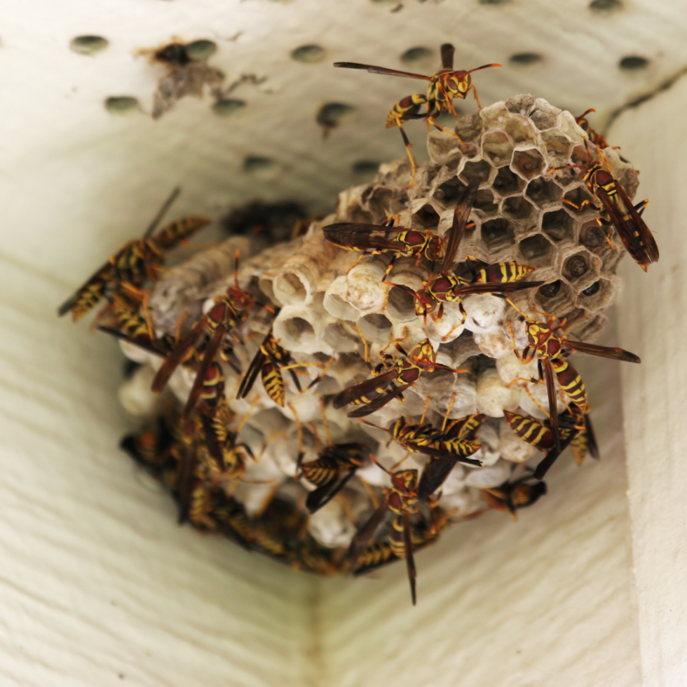 Restaurant pest control in Richard’s Bay, Empangeni & Zululand